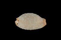 藏品(雞皮寶螺)的圖片